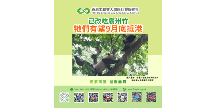 牠們有望9月底抵港，已改吃廣州竹