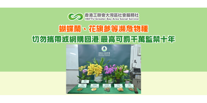 蝴蝶蘭、花旗參等瀕危物種 切勿違法攜帶或網購回港 最高可罰千萬監禁十年